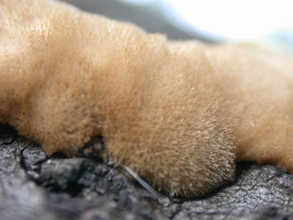 Un bellissimo peloseto ... QUIZ